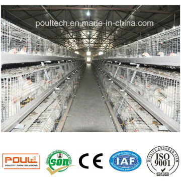 Système automatique de cages de poulets de chair